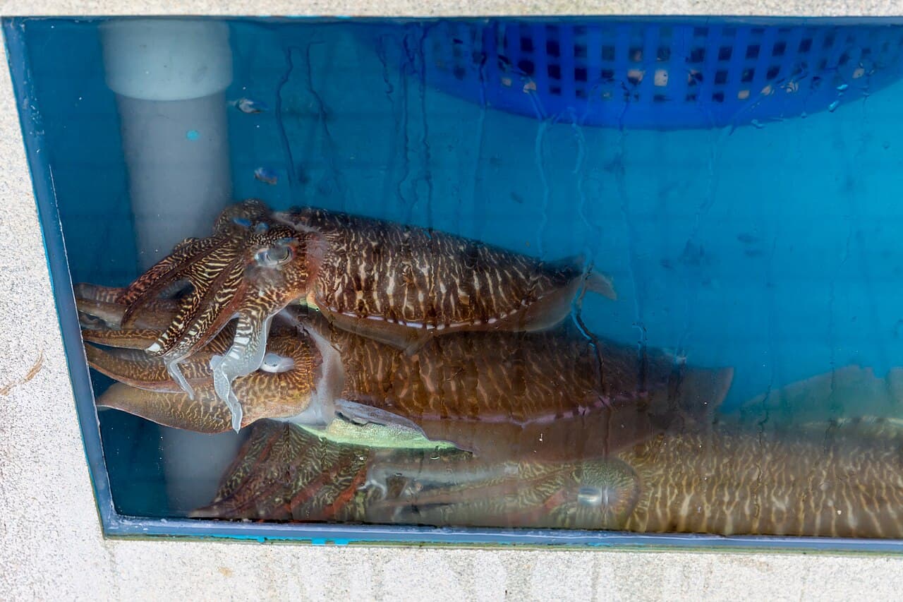 Whole cleaned squid, IQF